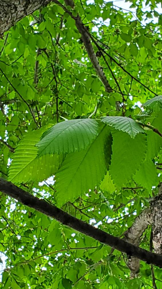 Close of photo of elm tree leaves.