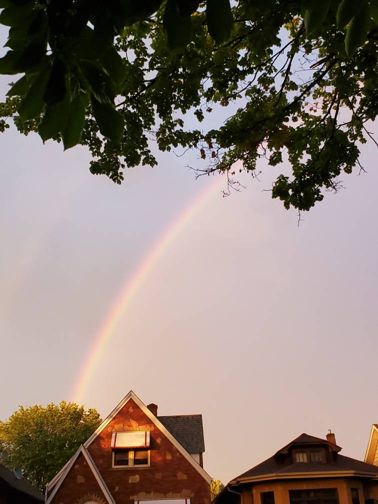Tree with a rainbow