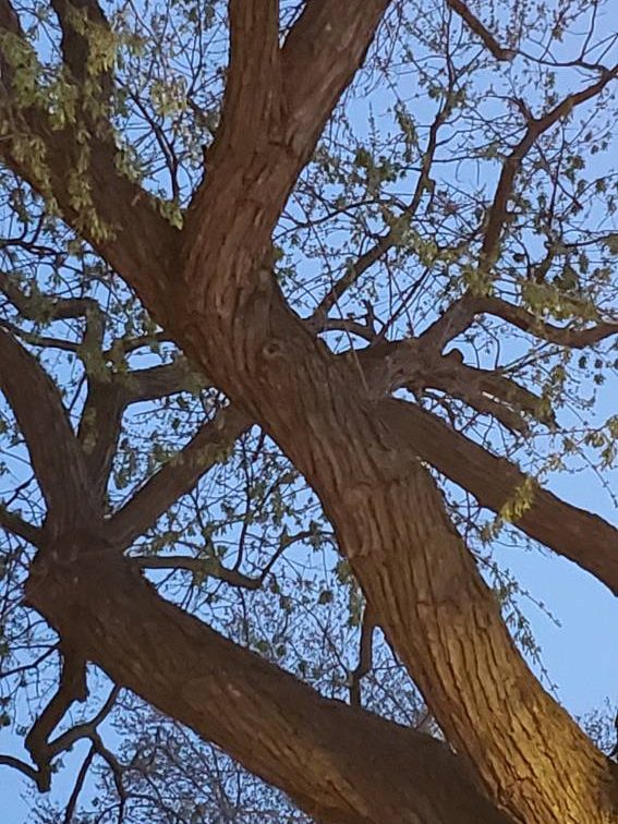 Leafing out sycamore