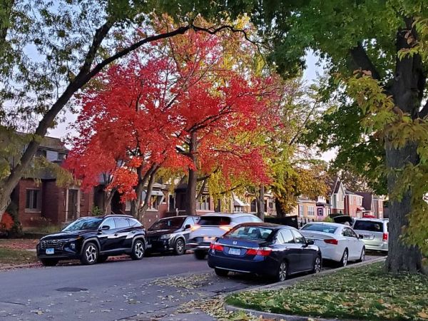 City Adopts New Tree Board Ordinance — To Strengthen Our Urban&nbsp;Forest