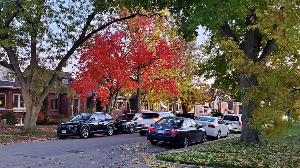 Colorful fall trees in Berwyn, Illinois